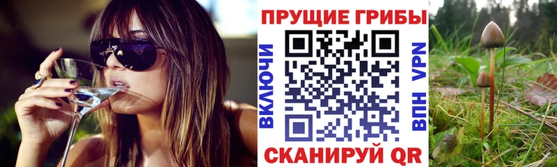blacksprut зеркало Аткарск Галлюциногенные грибы Psilocybe